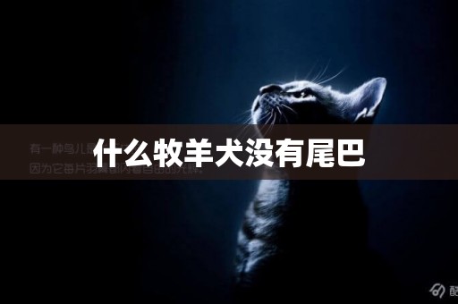 什么牧羊犬沒有尾巴