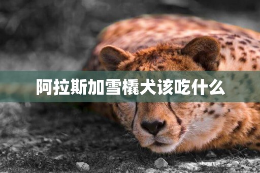 阿拉斯加雪橇犬該吃什么