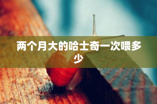 兩個月大的哈士奇一次喂多少