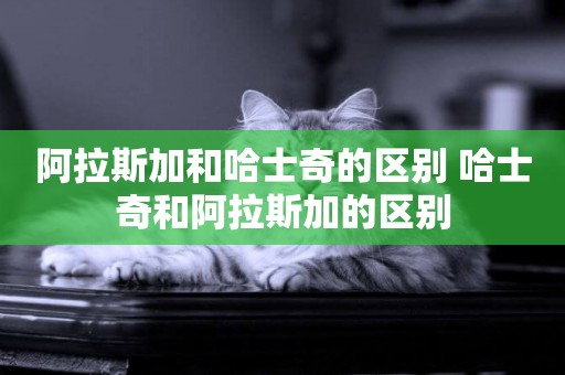 阿拉斯加和哈士奇的區別 哈士奇和阿拉斯加的區別