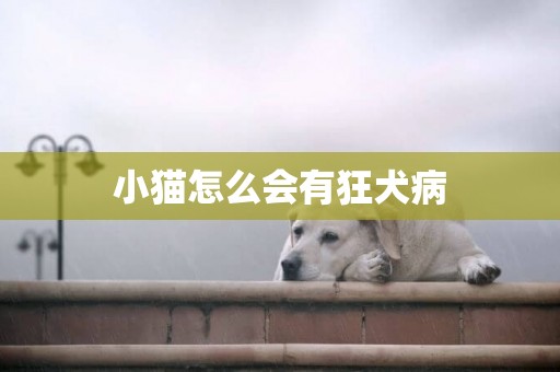 小貓怎么會有狂犬病
