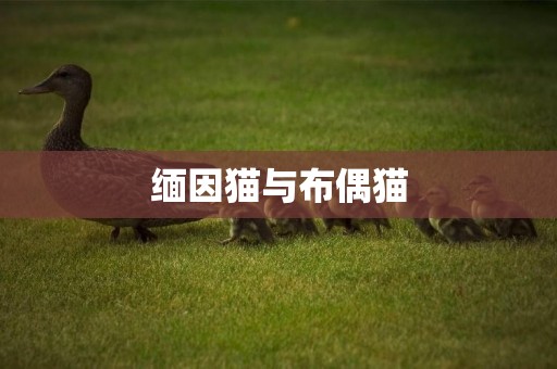緬因貓與布偶貓