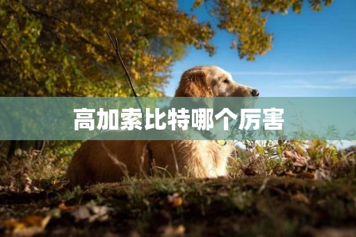 高加索比特哪個厲害