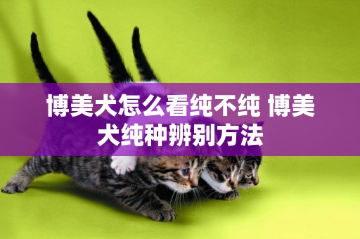 博美犬怎么看純不純 博美犬純種辨別方法