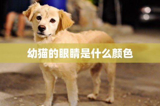 幼貓的眼睛是什么顏色