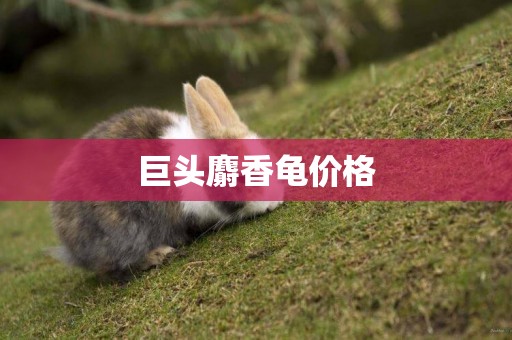 巨頭麝香龜價格