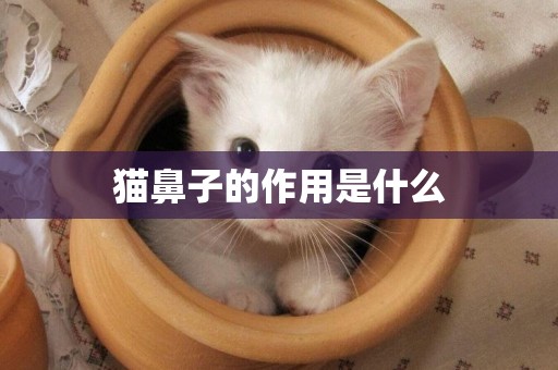 貓鼻子的作用是什么