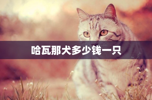 哈瓦那犬多少錢一只