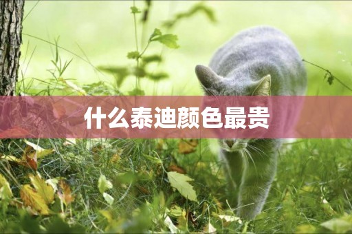 什么泰迪顏色最貴