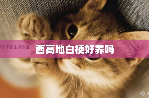 西高地白梗好養嗎