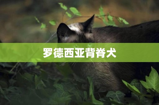 羅德西亞背脊犬