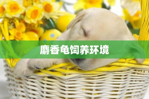 麝香龜飼養環境
