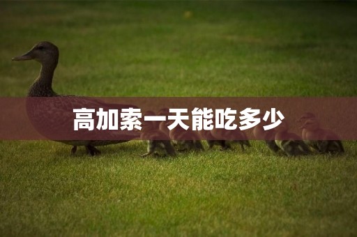 高加索一天能吃多少