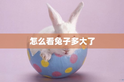 怎么看兔子多大了