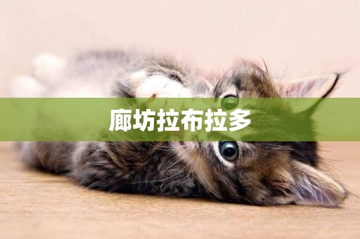 廊坊拉布拉多