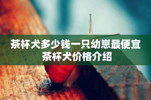 茶杯犬多少錢一只幼崽最便宜 茶杯犬價格介紹