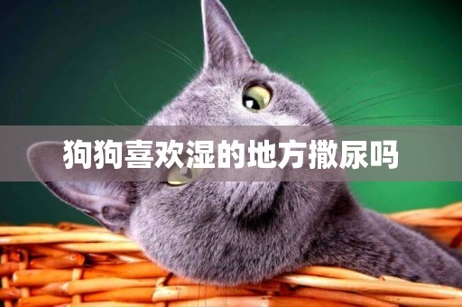 狗狗喜歡濕的地方撒尿嗎