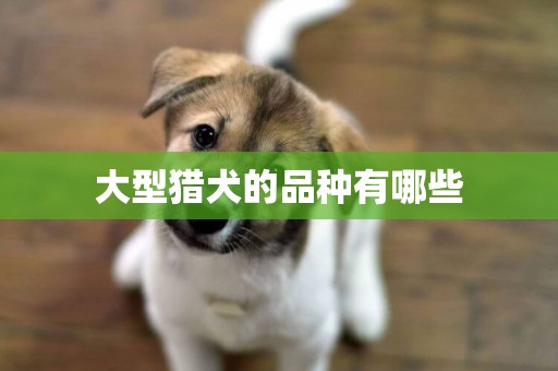 大型獵犬的品種有哪些