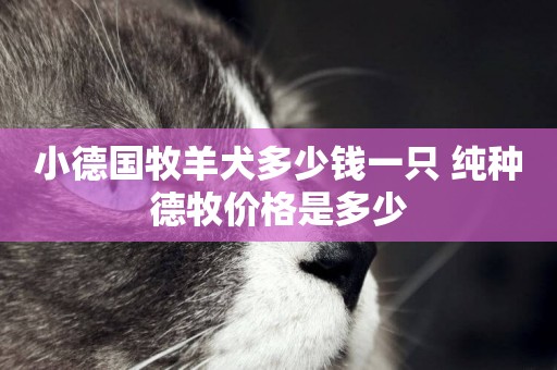 小德國牧羊犬多少錢一只 純種德牧價格是多少