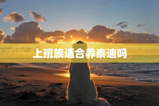 上班族適合養泰迪嗎