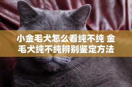小金毛犬怎么看純不純 金毛犬純不純辨別鑒定方法