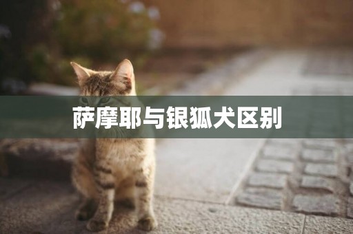 薩摩耶與銀狐犬區別