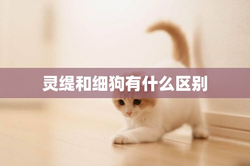 靈緹和細狗有什么區別
