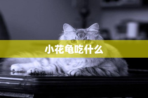小花龜吃什么