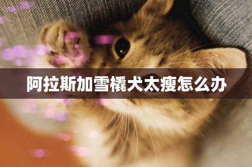 阿拉斯加雪橇犬太瘦怎么辦