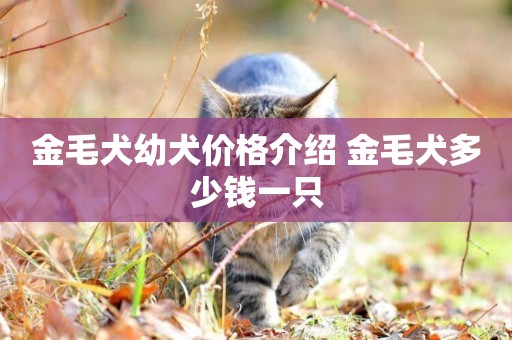 金毛犬幼犬價格介紹 金毛犬多少錢一只