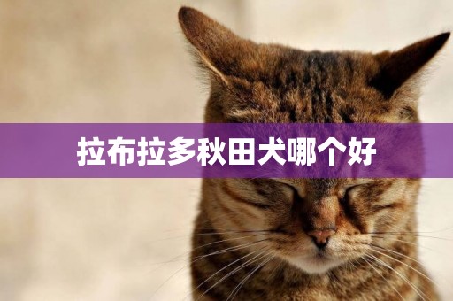 拉布拉多秋田犬哪個好