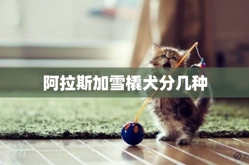 阿拉斯加雪橇犬分幾種