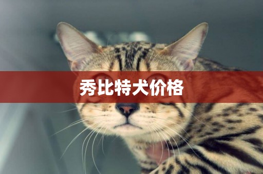 秀比特犬價格