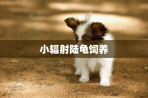 小輻射陸龜飼養