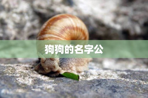 狗狗的名字公