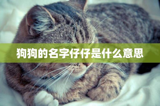 狗狗的名字仔仔是什么意思