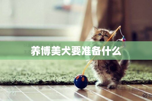 養博美犬要準備什么