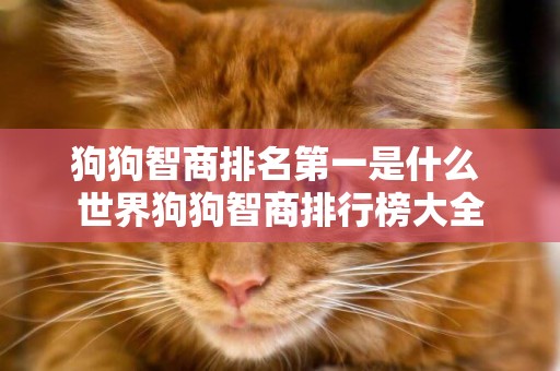狗狗智商排名第一是什么 世界狗狗智商排行榜大全