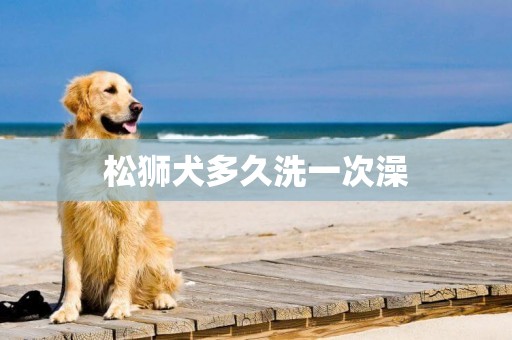 松獅犬多久洗一次澡