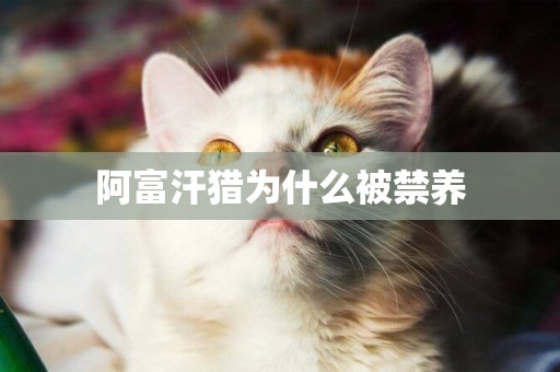阿富汗獵為什么被禁養