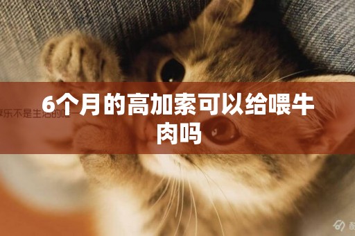 6個月的高加索可以給喂牛肉嗎