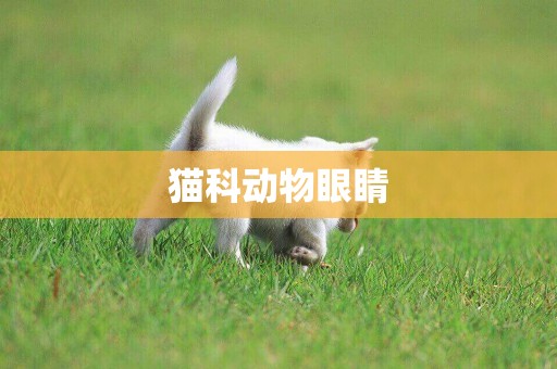 貓科動物眼睛