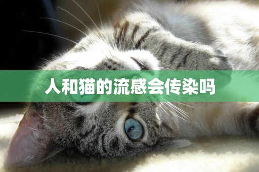 人和貓的流感會傳染嗎