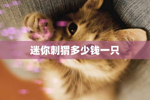 迷你刺猬多少錢一只