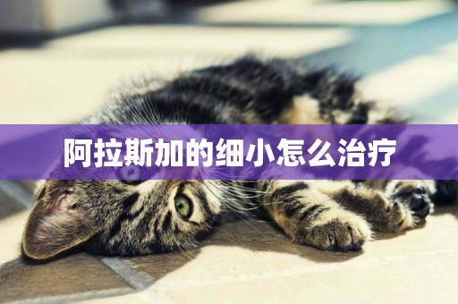 阿拉斯加的細小怎么治療