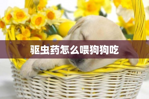驅蟲藥怎么喂狗狗吃