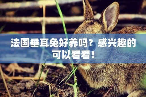 法國垂耳兔好養嗎？感興趣的可以看看！