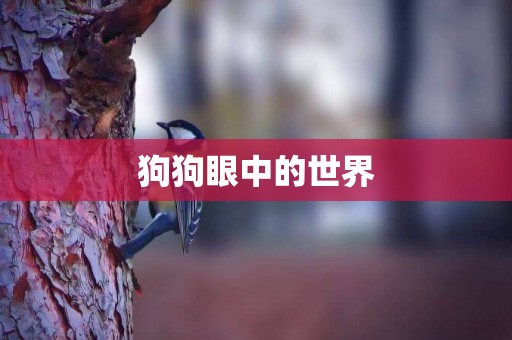 狗狗眼中的世界