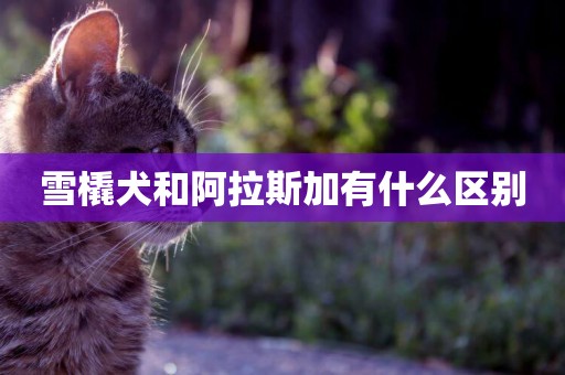 雪橇犬和阿拉斯加有什么區別