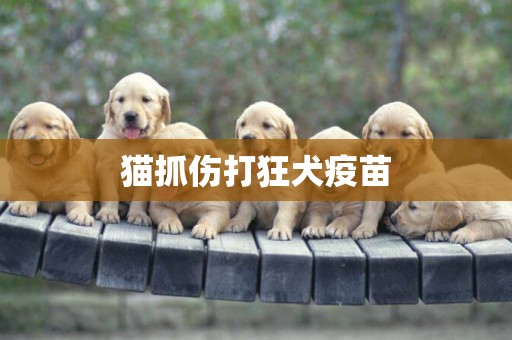 貓抓傷打狂犬疫苗